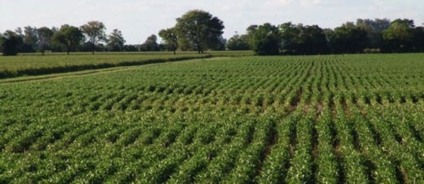 TRANSFORMATION AGRICOLE EN AFRIQUE :  La BAD lance la stratégie pour les 10 années à venir
