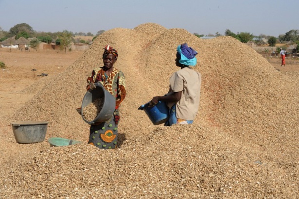 FINANCEMENT CAMPAGNE AGRICOLE :  32,5 MILLIARDS  DE  FCFA  AUX  PRODUCTEURS