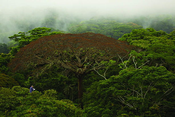 CONFERENCE DES NATIONS UNIES SUR LE CLIMAT (COP 22) : Optimisme prudent des acteurs pour la protection des forêts