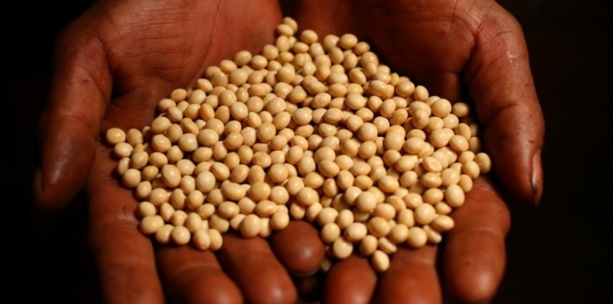 SÉCURISATION DES SEMENCES : Des acteurs des compagnies semencières outillés en production, conditionnement et stockage SÉCURISATION DES SEMENCES : Des acteurs des compagnies semencières outillés en production, conditionnement et stockage