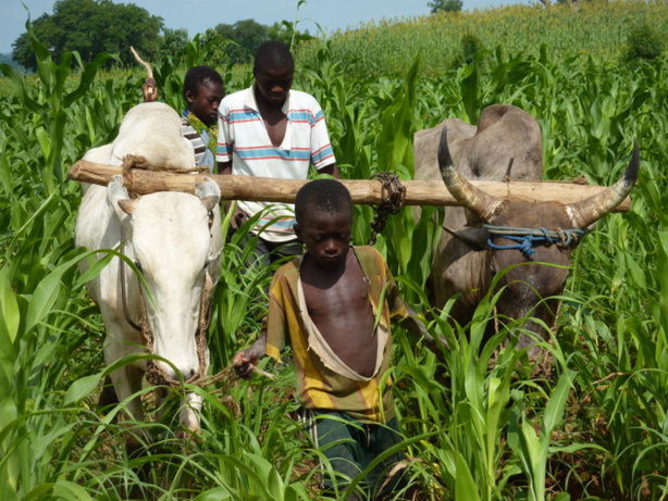 Agriculture : Les petits exploitants africains peuvent tirer leur épingle du jeu Agriculture : Les petits exploitants africains peuvent tirer leur épingle du jeu