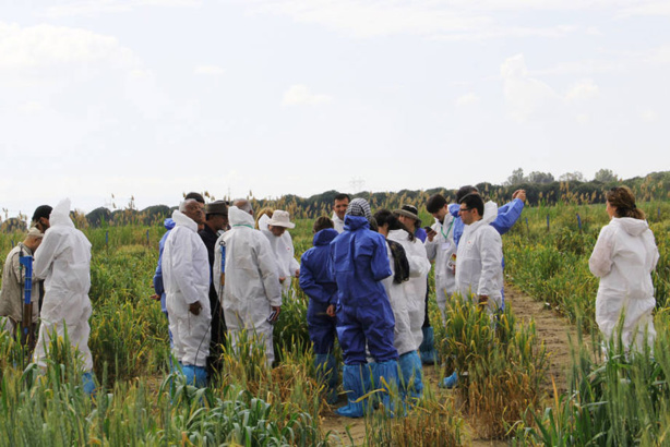 Maladie du blé : La propagation de la rouille du blé se poursuit en Europe, en Afrique et en Asie centrale Maladie du blé : La propagation de la rouille du blé se poursuit en Europe, en Afrique et en Asie centrale
