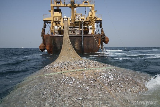 Pêche illégale : Des milliards engloutis faute de bonne gestion