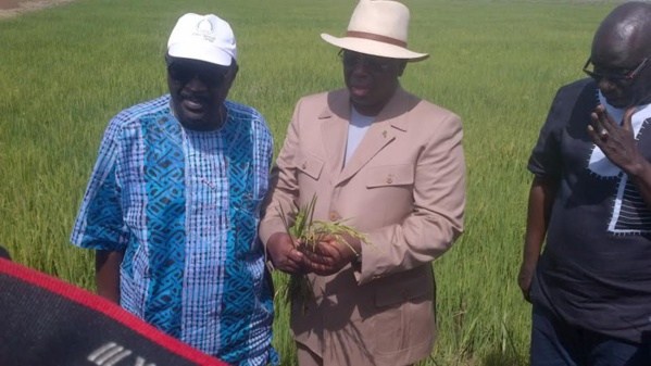 Agriculture : Macky  Sall veut une évaluation du Programme national d’autosuffisance en riz Agriculture : Macky  Sall veut une évaluation du Programme national d’autosuffisance en riz
