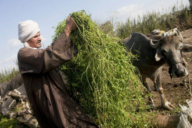 La sécurité alimentaire : La situation se détériore au Proche-Orient et en Afrique du Nord