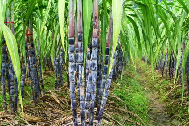 SUCRE : L’ISO évalue la production à 168 millions de tonnes