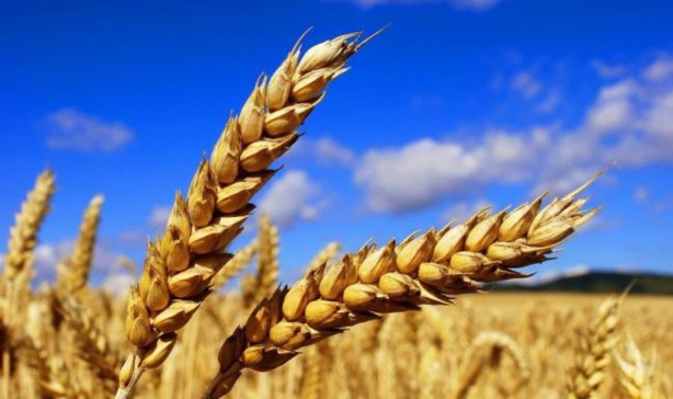 Céréales : Le gouvernement américain table sur 3175,6 millions de tonnes