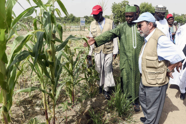 Bassin du lac Tchad : La FAO préconise des investissements dans l'agriculture 