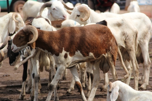 Mouton de Tabaski : 20% des ménages souhaitent une subvention de l’Etat Mouton de Tabaski : 20% des ménages souhaitent une subvention de l’Etat