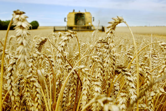 Céréales : Le gouvernement américain table sur 3183,8 millions de tonnes