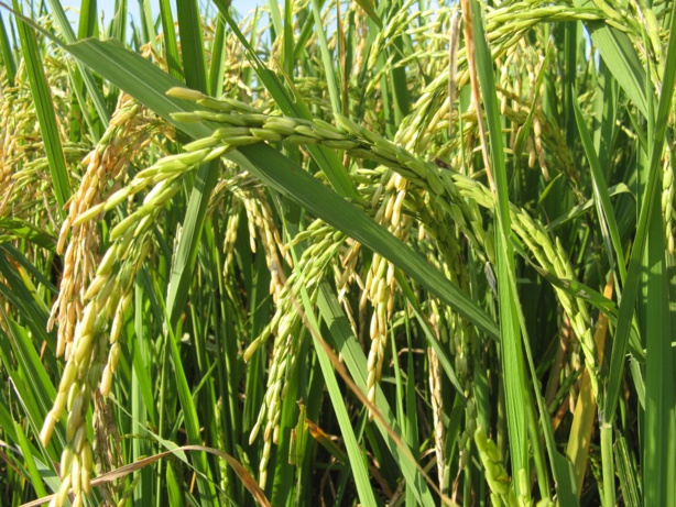 RIZ : 597,3 millions de tonnes attendues en avril