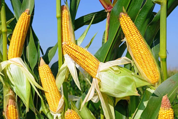 Maïs : La production mondiale atteint 1053,8 millions de tonnes