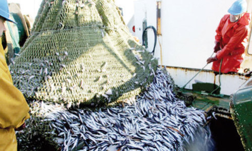 Pêche : Bonne tenue des débarquements en variation trimestrielle Pêche : Bonne tenue des débarquements en variation trimestrielle