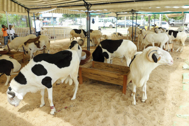 Sénégal : Une faible performance des activités du secteur primaire au 1er trimestre 2017 Sénégal : Une faible performance des activités du secteur primaire au 1er trimestre 2017