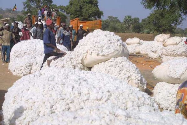 Cultures d’exportation dans l’Umoa : Hausse de la production de coton graines au 1er trimestre 2017