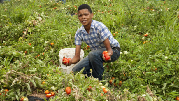 Emploi : 56% de la population en âge de travailler a participé au marché du travail Emploi : 56% de la population en âge de travailler a participé au marché du travail