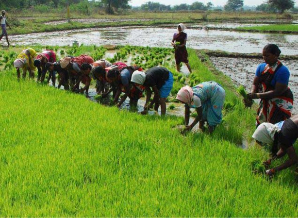 STRATEGIE DE PLAIDOYER POUR LE FINANCEMENT ET L’INSTALLATION DES JEUNES EN AGRICULTURE :  78 millions de l’Araa au Cncr