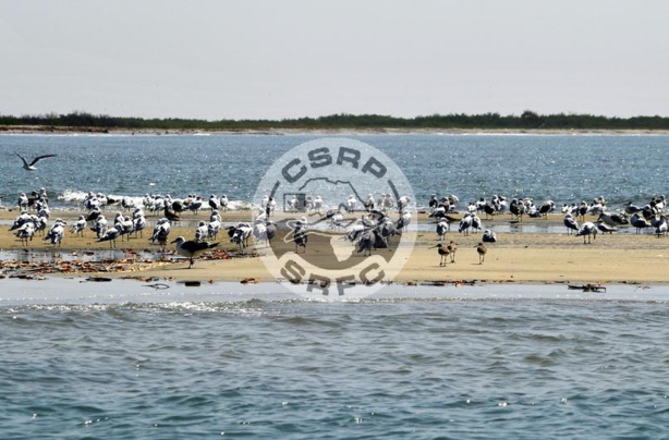 PÊCHE : La commission sous-régionale des pêches pour une harmonisation des législations