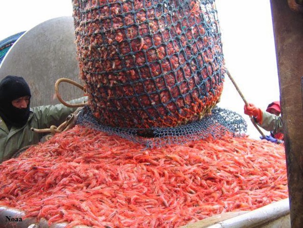 PECHE DURABLE A DAKAR, THIES ET FATICK :  Le projet Adupes aménage des pêcheries pour les crevettes profondes et les poulpes PECHE DURABLE A DAKAR, THIES ET FATICK :  Le projet Adupes aménage des pêcheries pour les crevettes profondes et les poulpes
