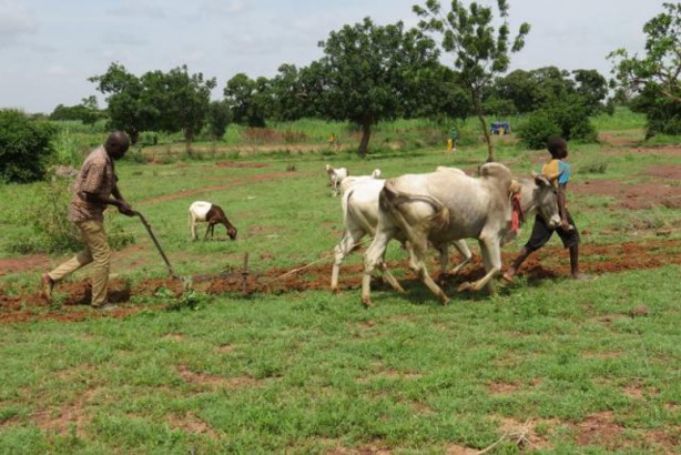 MINISTERE DE L’AGRICULTURE :  Une plateforme informatique pour le suivi des politiques agricoles