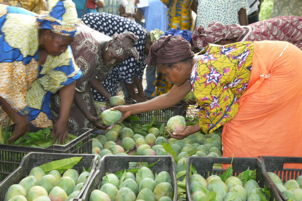 De plus en plus populaires, les fruits tropicaux représentent une opportunité pour les pays en développement (FAO)