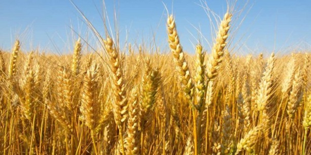 SCIENCES ET TECHNIQUES : Un Italien permet la culture du blé dans les zones arides du Sénégal, de la Mauritanie et du Mali