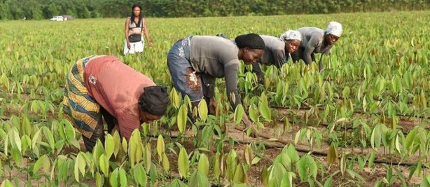 Agriculture : La Banque mondiale organise une Conférence pour soutenir l'assurance indicielle Agriculture : La Banque mondiale organise une Conférence pour soutenir l'assurance indicielle