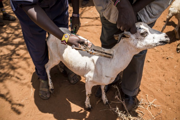 MALADIES ANIMALES TRANSFRONTALIÈRES EN AFRIQUE SUBSAHARIENNE : La FAO renforce les capacités des vétérinaires épidémiologistes des pays de la zone MALADIES ANIMALES TRANSFRONTALIÈRES EN AFRIQUE SUBSAHARIENNE : La FAO renforce les capacités des vétérinaires épidémiologistes des pays de la zone