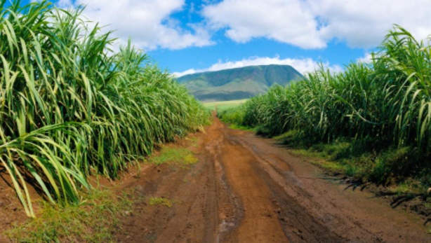 Sucre Blanc: La production en hausse de1, 6 millions pour 2017-2018
