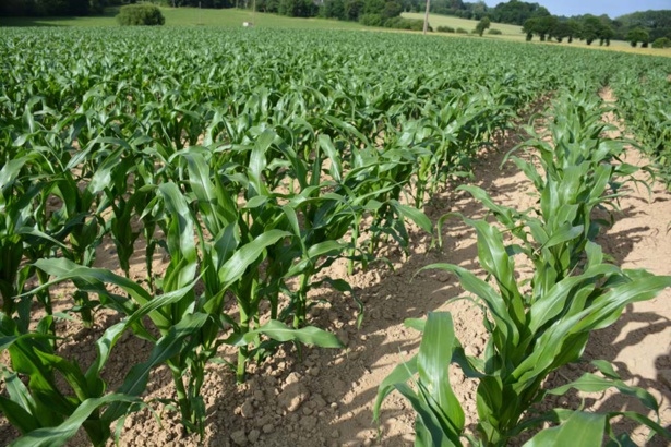 Mais: La production mondiale de maïs attendue à 1044,7 millions de tonnes pour 2017- 2018 Mais: La production mondiale de maïs attendue à 1044,7 millions de tonnes pour 2017- 2018