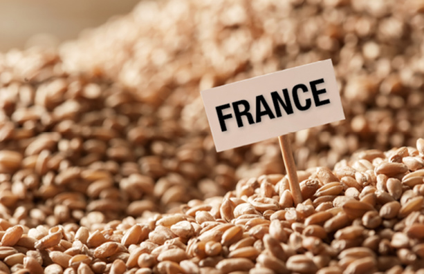 Blé tendre Français: L’offre en 2018 en net recul
