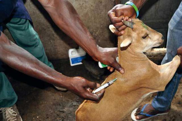 Eradication de la peste des petits ruminants :  Aminata Mbengue Ndiaye annonce un plan national de 12 milliards de FCfa