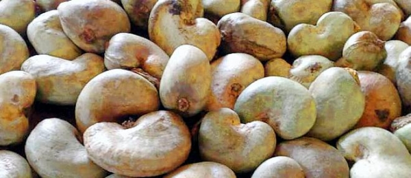 Noix de cajou : La Côte d’Ivoire conserve sa position de 1er producteur mondial Noix de cajou : La Côte d’Ivoire conserve sa position de 1er producteur mondial