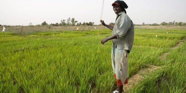Sénégal : en cinq ans, l'AFD a investi 150 millions d'euros dans le secteur agricole
