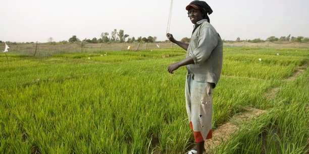 Sénégal : en cinq ans, l'AFD a investi 150 millions d'euros dans le secteur agricole Sénégal : en cinq ans, l'AFD a investi 150 millions d'euros dans le secteur agricole