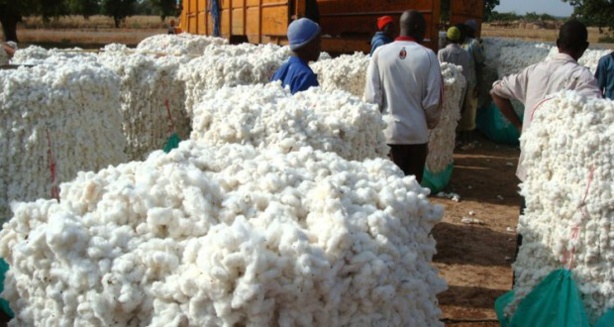 Coton : Le gouvernement du Burkina Faso  va mettre 14,6 milliards FCFA dans la filière