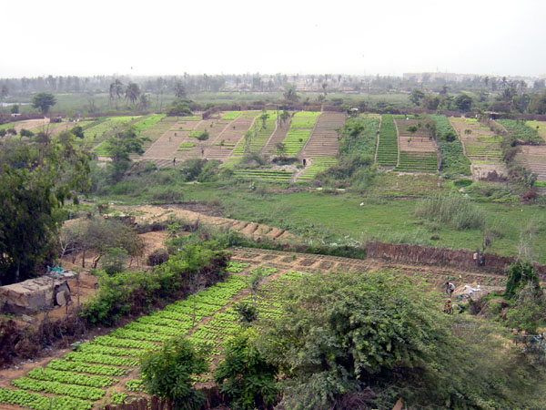 DÉVELOPPEMENT DU MARAICHAGE DANS LA ZONE DES NIAYES : 16 Forages pour l’irrigation fonctionnels