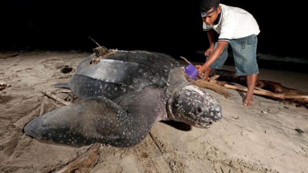 Protection des tortues marines et des oiseaux de mer en Afrique de l’Ouest : le projet Bycatch lancé mardi à Somone Protection des tortues marines et des oiseaux de mer en Afrique de l’Ouest : le projet Bycatch lancé mardi à Somone