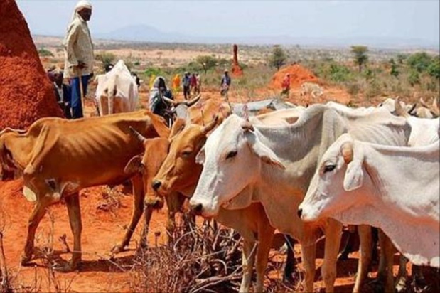 Sahel :  La Suède soutient les agriculteurs et éleveurs frappés par la sécheresse Sahel :  La Suède soutient les agriculteurs et éleveurs frappés par la sécheresse
