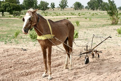 Sénégal : Une étude relève une baisse des superficies cultivées en arachide et en mil