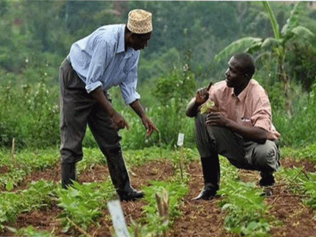 Secteur primaire : Progrès de 4,0% au premier trimestre Secteur primaire : Progrès de 4,0% au premier trimestre