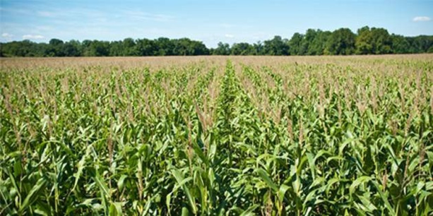 Production de maïs: Baisse en vue