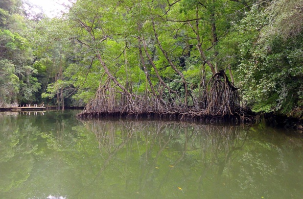 Restauration de la Mangrove : Un projet de 5 milliards de FCfa de l’Afd annoncé Restauration de la Mangrove : Un projet de 5 milliards de FCfa de l’Afd annoncé
