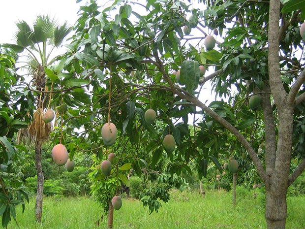 Mangue: L'Asepex dément toute interdiction de la vente en Europe Mangue: L'Asepex dément toute interdiction de la vente en Europe