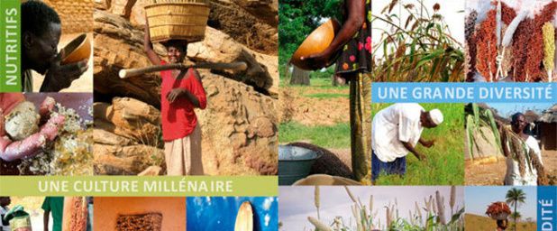 Harmonisation de la législation semencière régionale : Des organisations paysannes dénoncent le forcing de l’agribusiness
