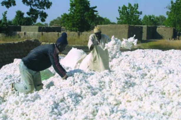 Sénégal : De bons résultats enregistrés au niveau de l’ « égrenage de coton et fabrication de textiles », des activités extractives Sénégal : De bons résultats enregistrés au niveau de l’ « égrenage de coton et fabrication de textiles », des activités extractives
