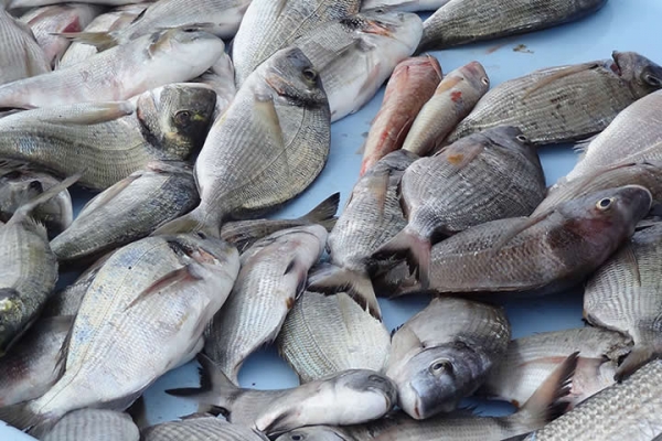 La FAO invitée à soutenir la mise en place de Plans d’action nationaux pour une pêche artisanale durable