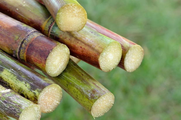 Sucre blanc: La production en hausse de 5,3 Millions de tonnes