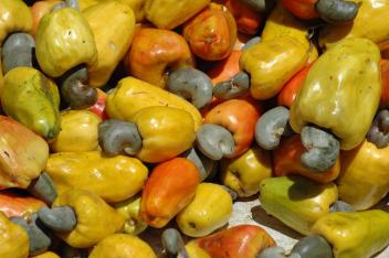 Afrique : LES PTF considère la promotion de la filière cajou comme une opportunité d'apporter une contribution durable au développement des pays producteurs Afrique : LES PTF considère la promotion de la filière cajou comme une opportunité d'apporter une contribution durable au développement des pays producteurs