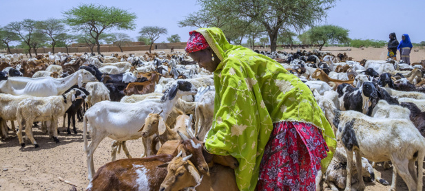 Photo ©FAO/Andrew Esiebo Le Niger fait partie des pays en bas de l'indice de développement humain publié par le PNUD. Sur la photo une femme au Niger s'occupe de ses chèvres. Photo ©FAO/Andrew Esiebo Le Niger fait partie des pays en bas de l'indice de développement humain publié par le PNUD. Sur la photo une femme au Niger s'occupe de ses chèvres.